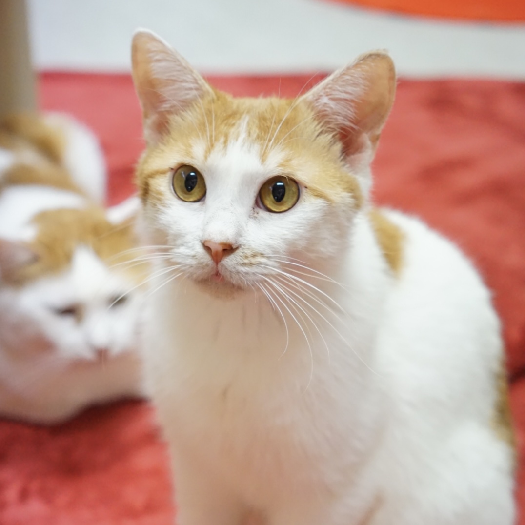 茶猫ページ 猫茶】 猫茶】 猫茶】 カード検索 ｜ Z/X - Zillions of enemy X - ゼクス