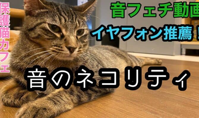 音フェチのための猫動画