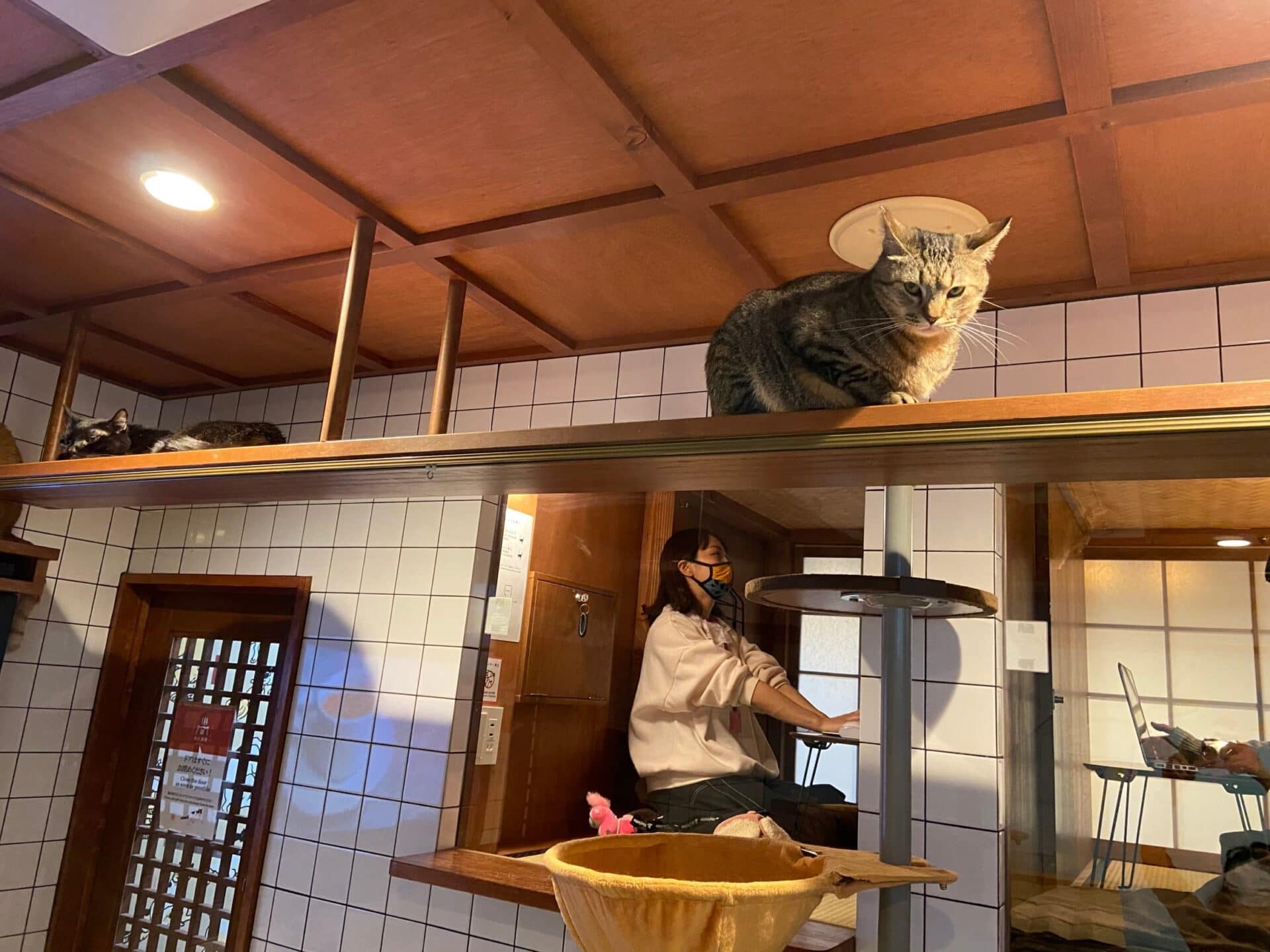 T猫籠別荘家庭用猫舎清倉は猫砂盆超自由空間猫ケージを置くことができ