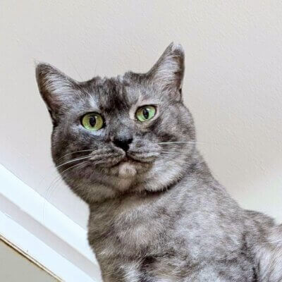                                 さんご【高円寺】