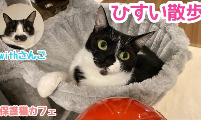 猫のお散歩！ひすい＆さんご