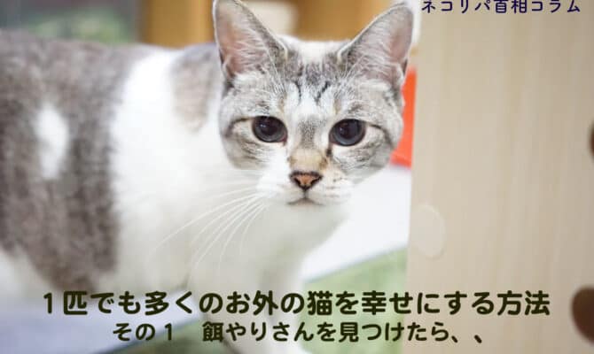 １匹でも多くのお外の猫を幸せにする方法　その１　餌やりさんを見つけたら、、