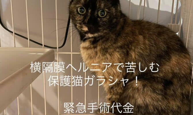 横隔膜ヘルニアの保護猫ガラシャのためにカンパをお願いします！