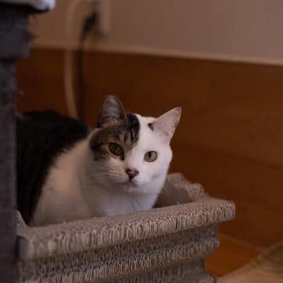 はんちゃん【キャットプラザ西葛西】