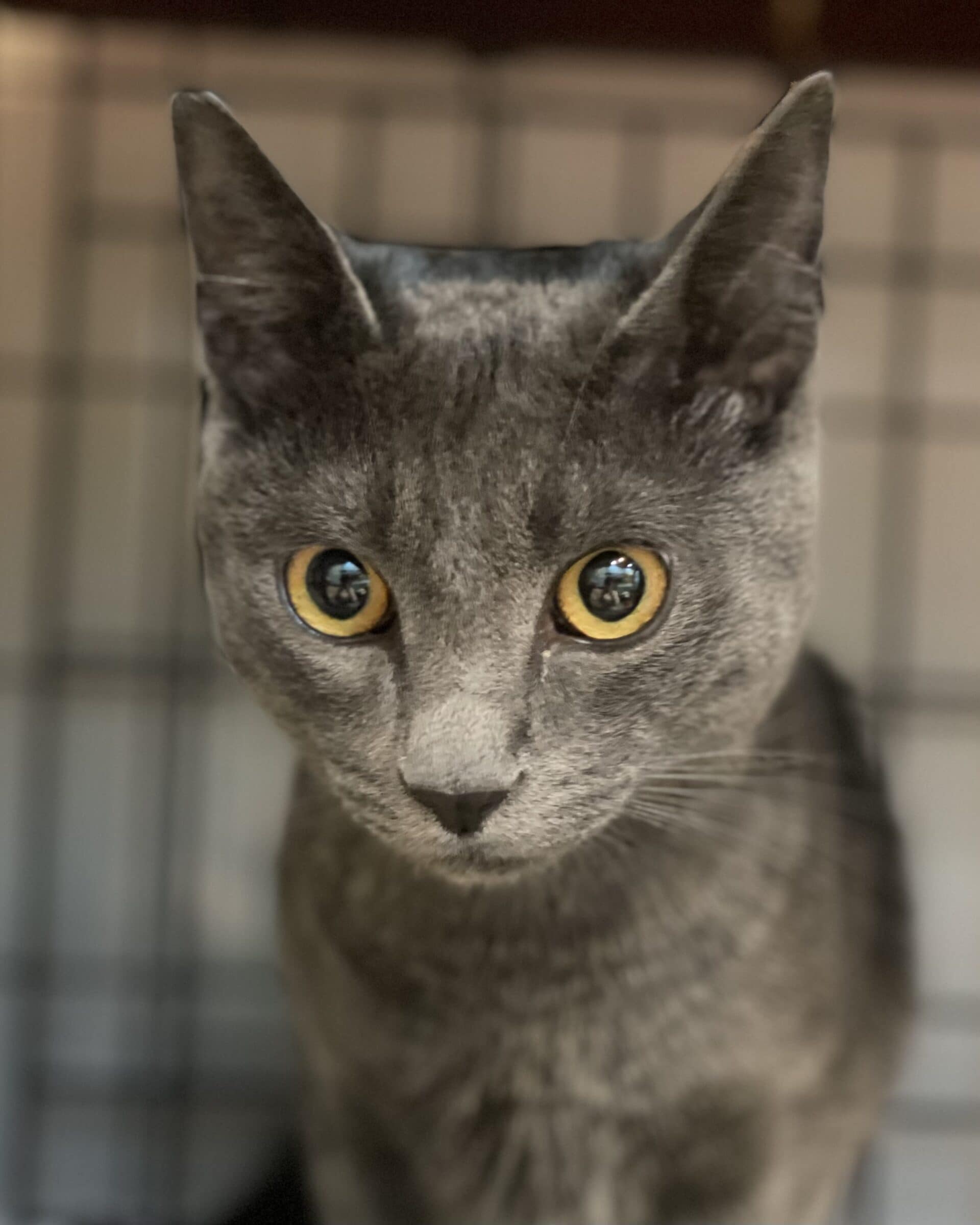 ぐー太【大阪】➡︎ころ | ネコリパブリック|日本の猫の殺処分をゼロに!