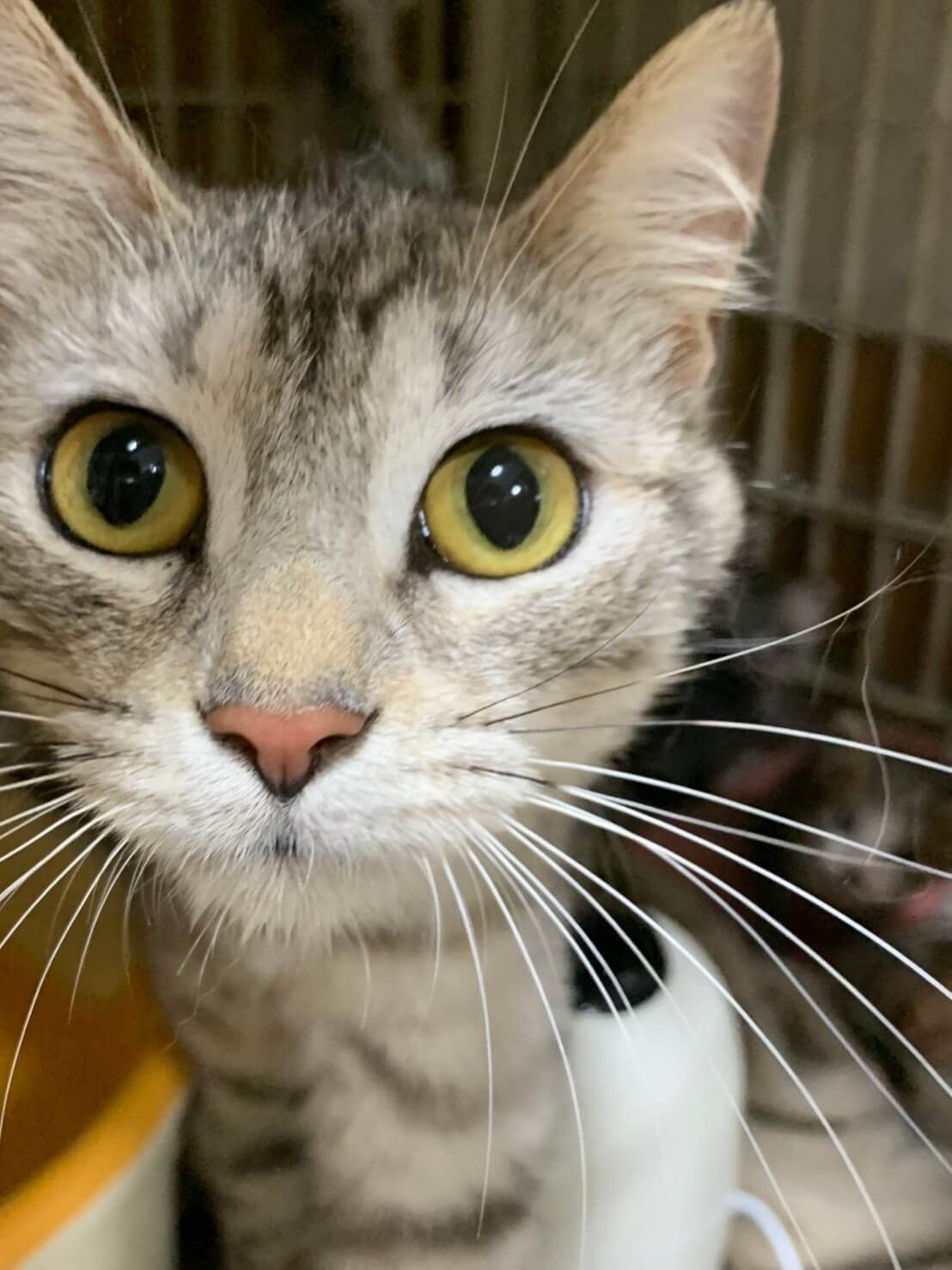真作保証 フリードリンガー『猫を抱く貴婦人』 白貂を抱く貴婦人