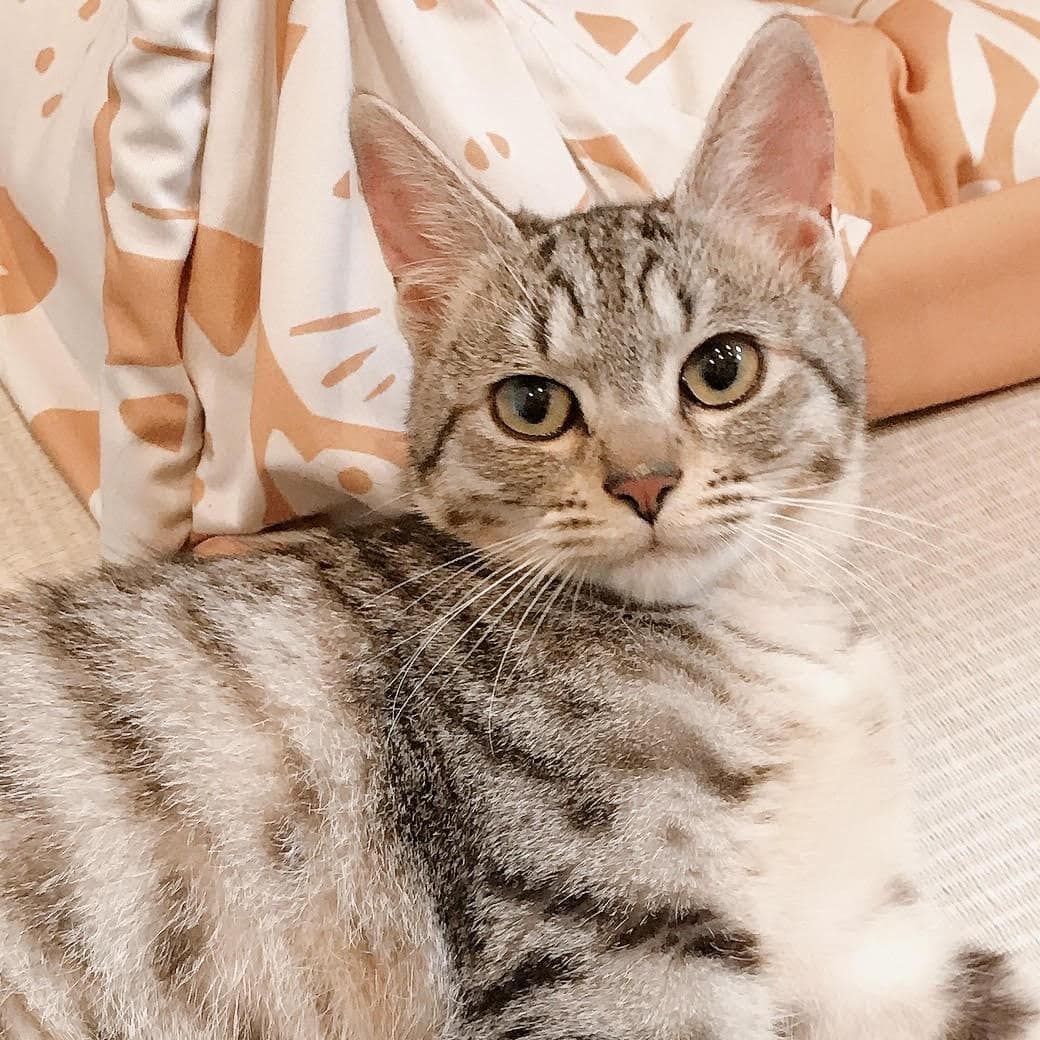 くり | ネコリパブリック｜日本の猫の殺処分をゼロに！