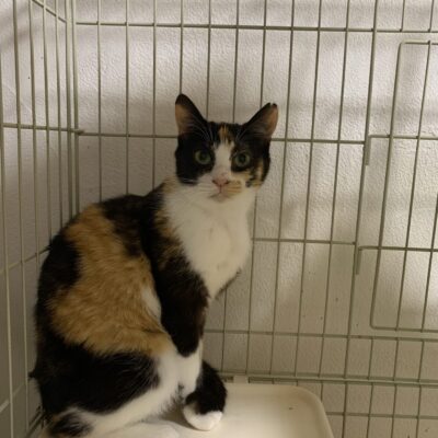 アディ（岐阜TNTA部）