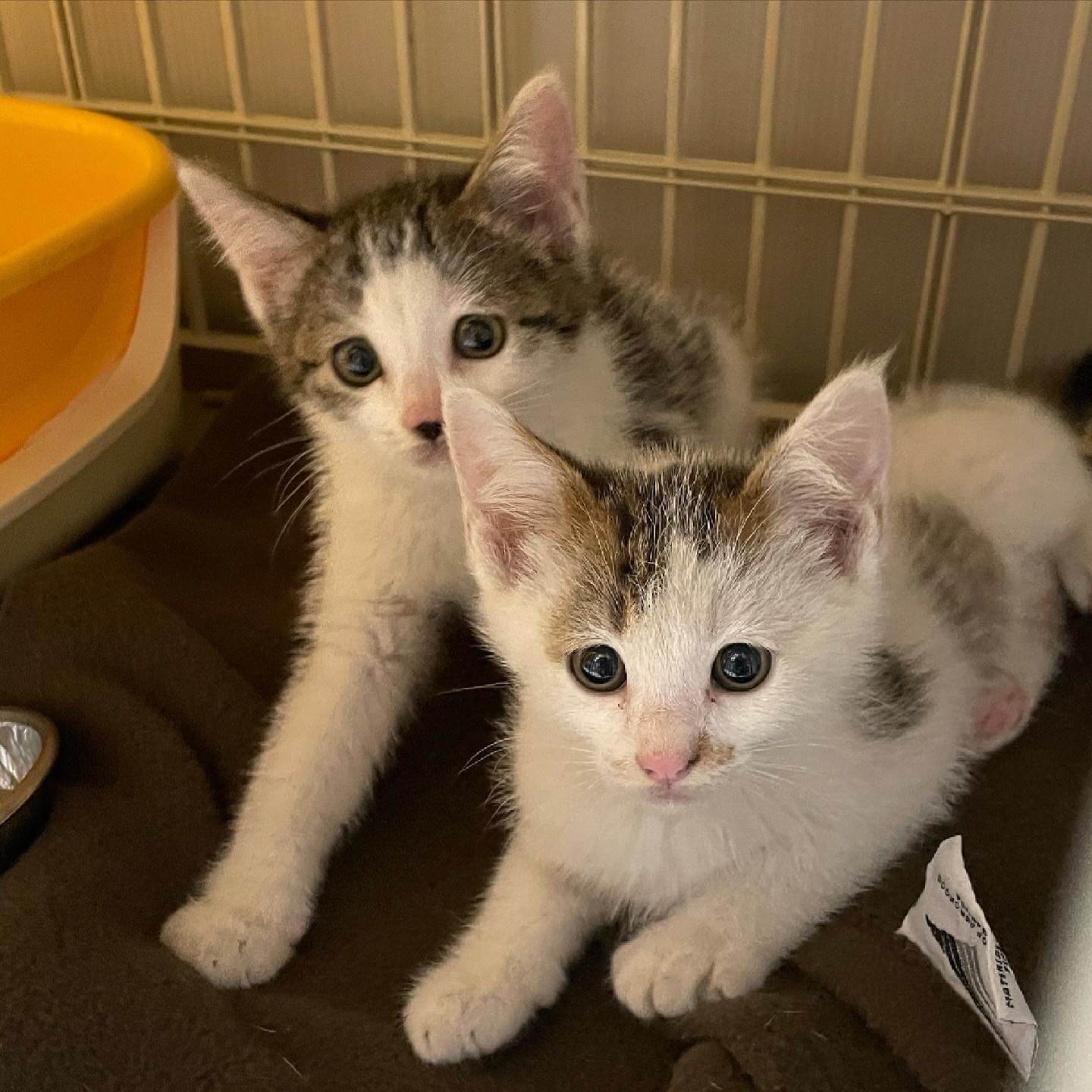 パルボに負けない 出会った生命を全員救いたい ご支援ご協力のお願い ネコリパブリック 日本の猫の殺処分をゼロに