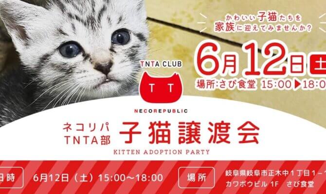 子猫譲渡会＠さび食堂　6月12日開催！