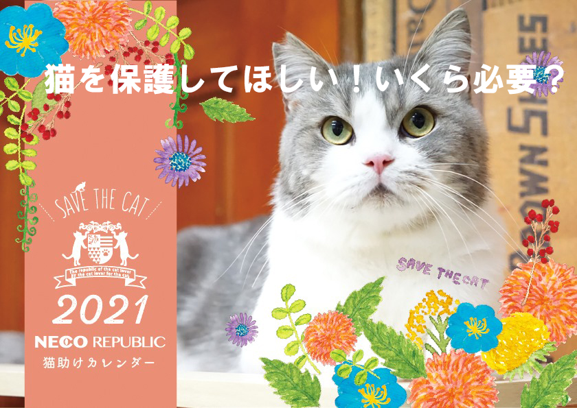 猫を保護してほしい！ いくら必要？いくらで保護してもらえる？ ネコリパブリック｜日本の猫の殺処分をゼロに！
