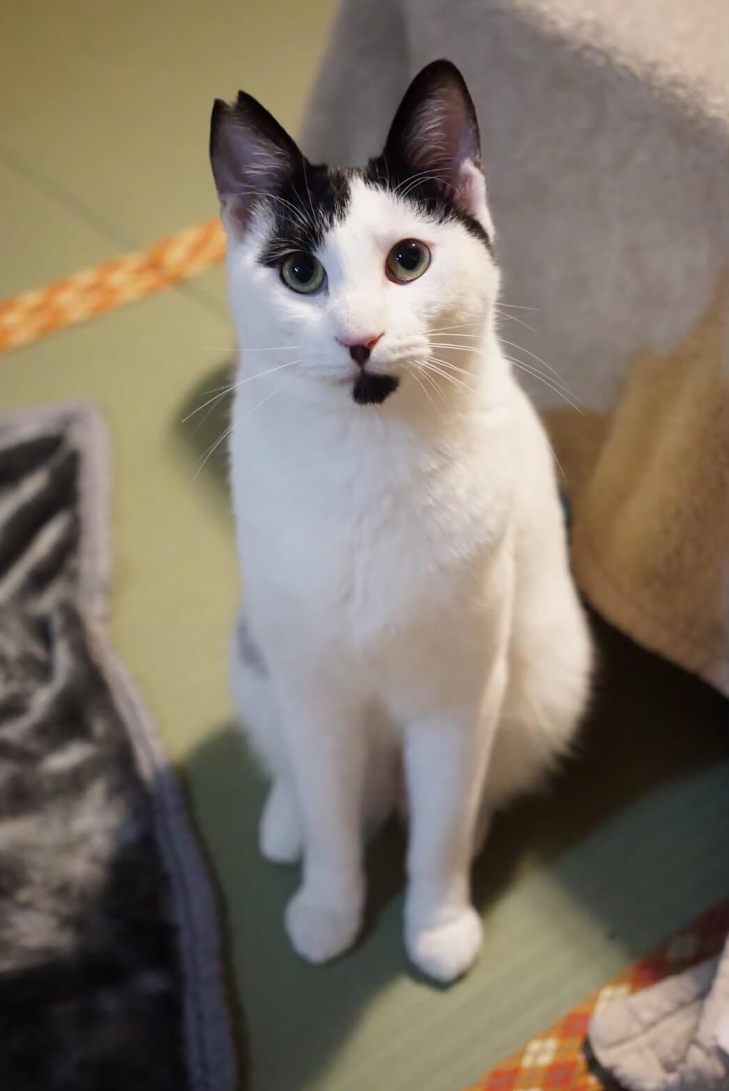 オラフのトライアル決定✨ | ネコリパブリック｜日本の猫の殺処分を