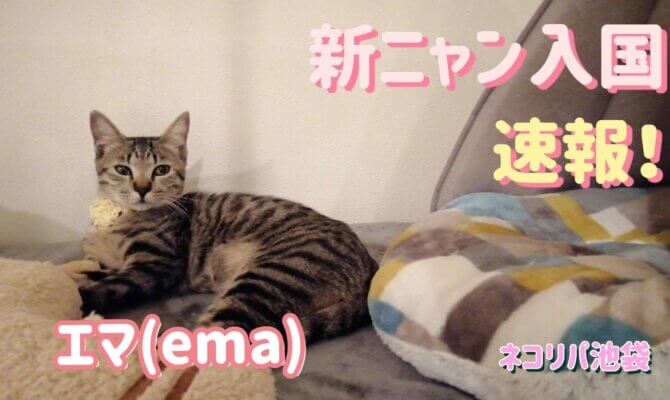 新ニャン入国速報!エマちゃん