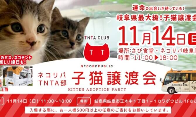 11月14日 日曜日は　岐阜最大級！子猫譲渡会