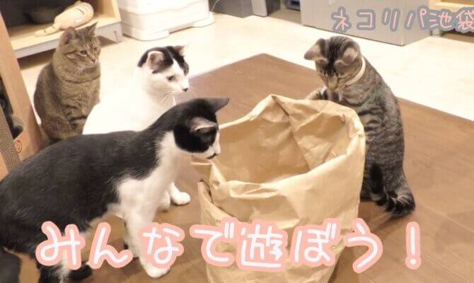 みんなで遊ぼう！