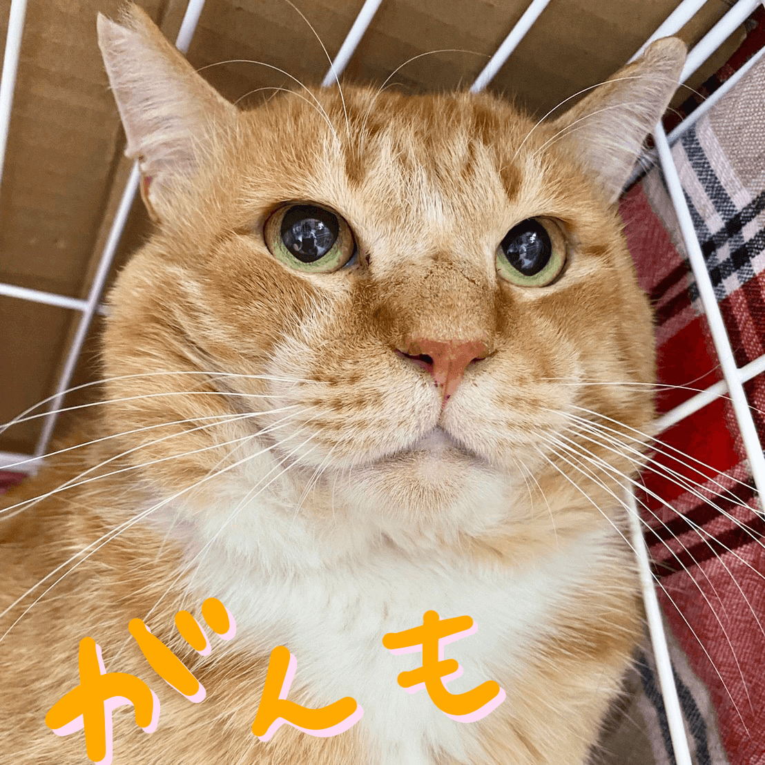 御茶ノ水店の新入りにゃんず | ネコリパブリック｜日本の猫の殺処分