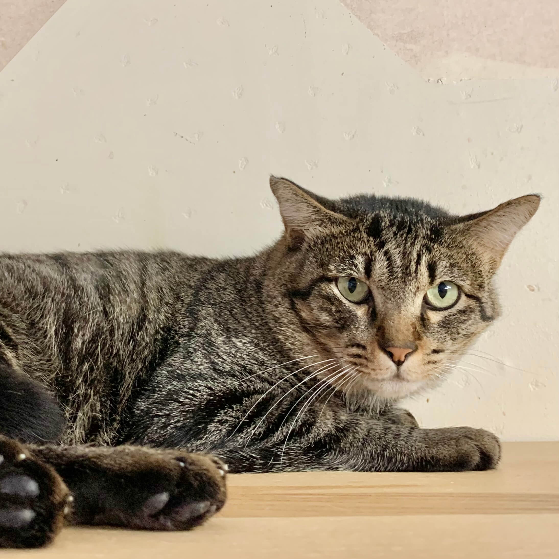 きじねこ キジ介🍎【お茶の水】 | ネコリパブリック｜日本の猫の殺処分をゼロに！