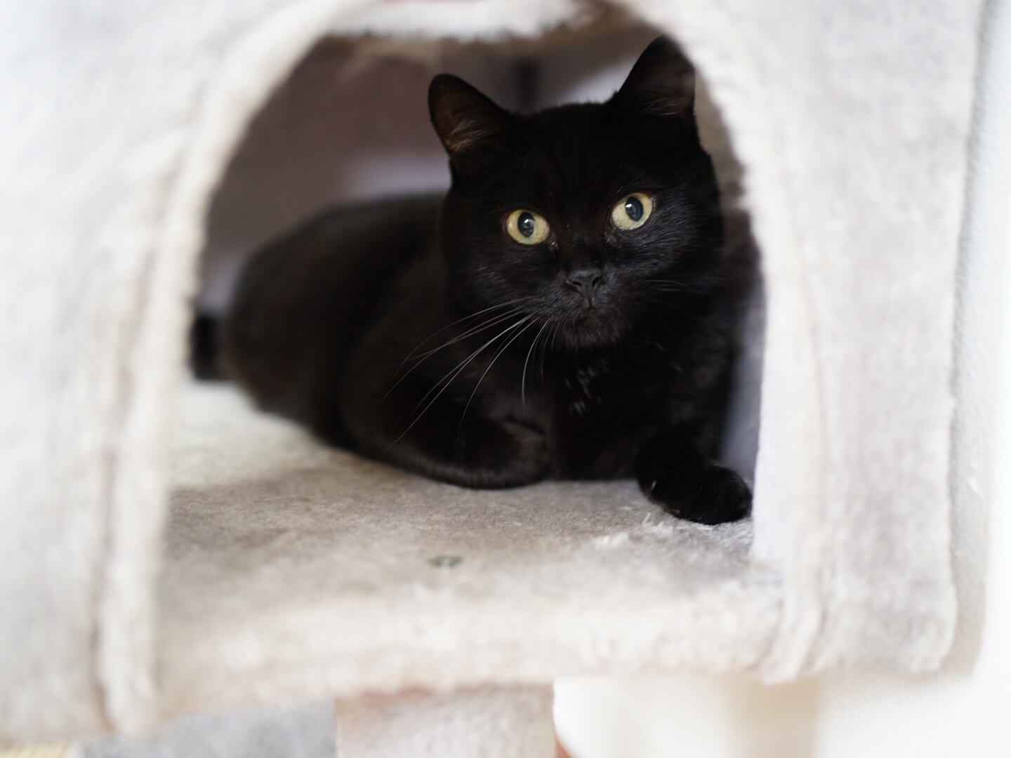 The Arth 幕男 ブラックタイガー くろたいがー くろとら キャンプ界を