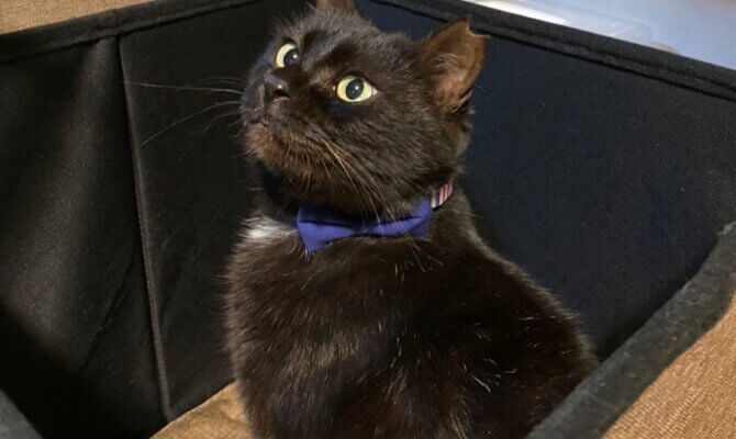 ランファン🐈‍⬛