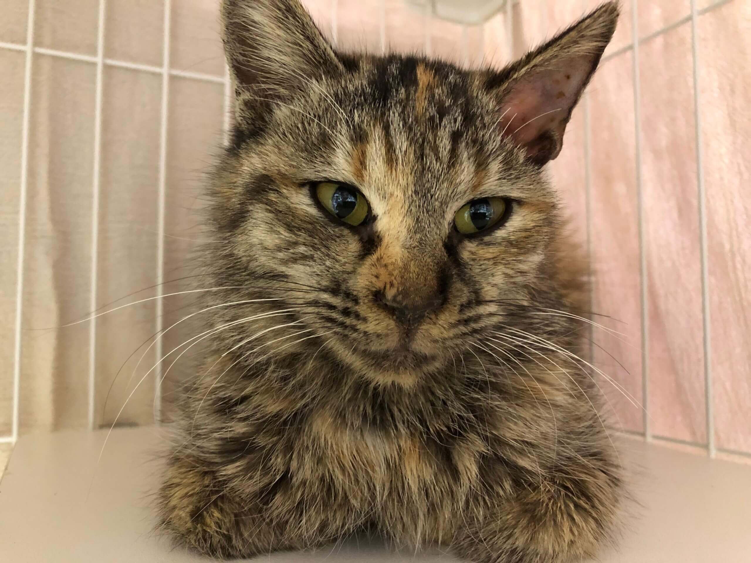 ナナ【岐阜店】 | ネコリパブリック｜日本の猫の殺処分をゼロに！