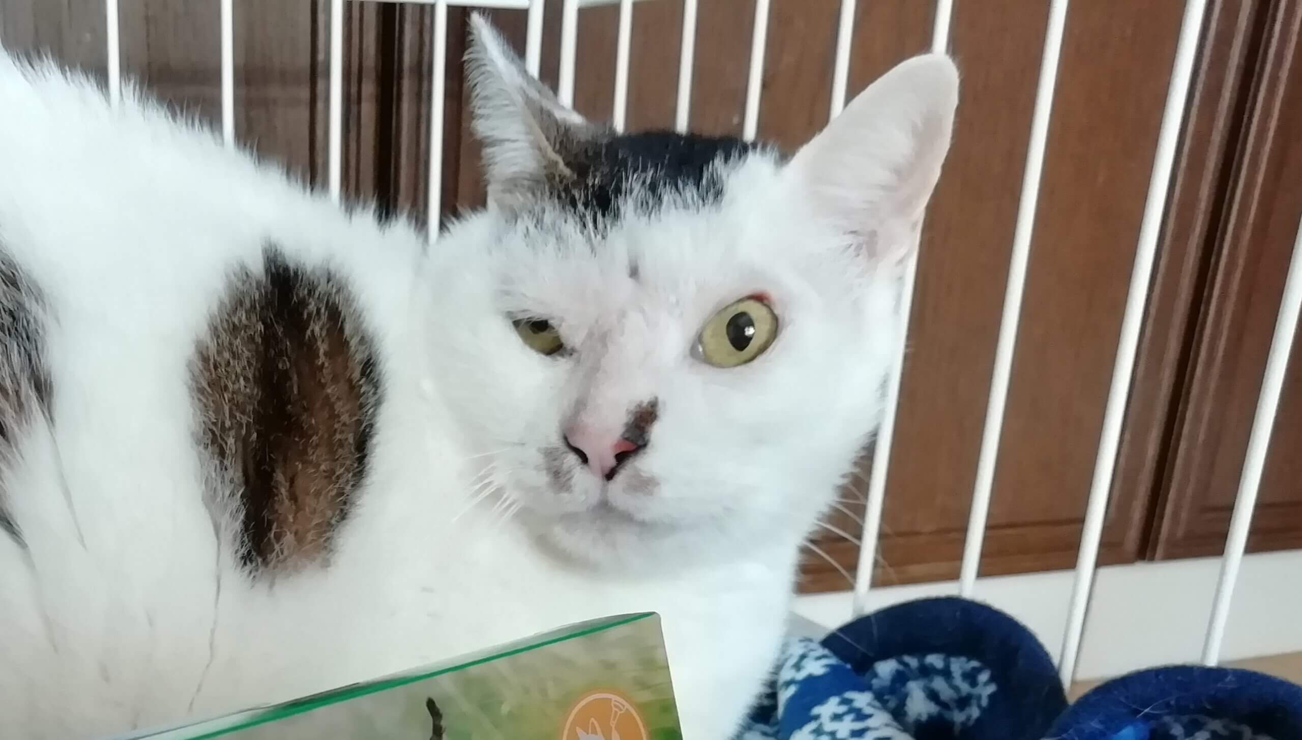 シロ助【お茶の水】→凪 | ネコリパブリック｜日本の猫の殺処分をゼロに！