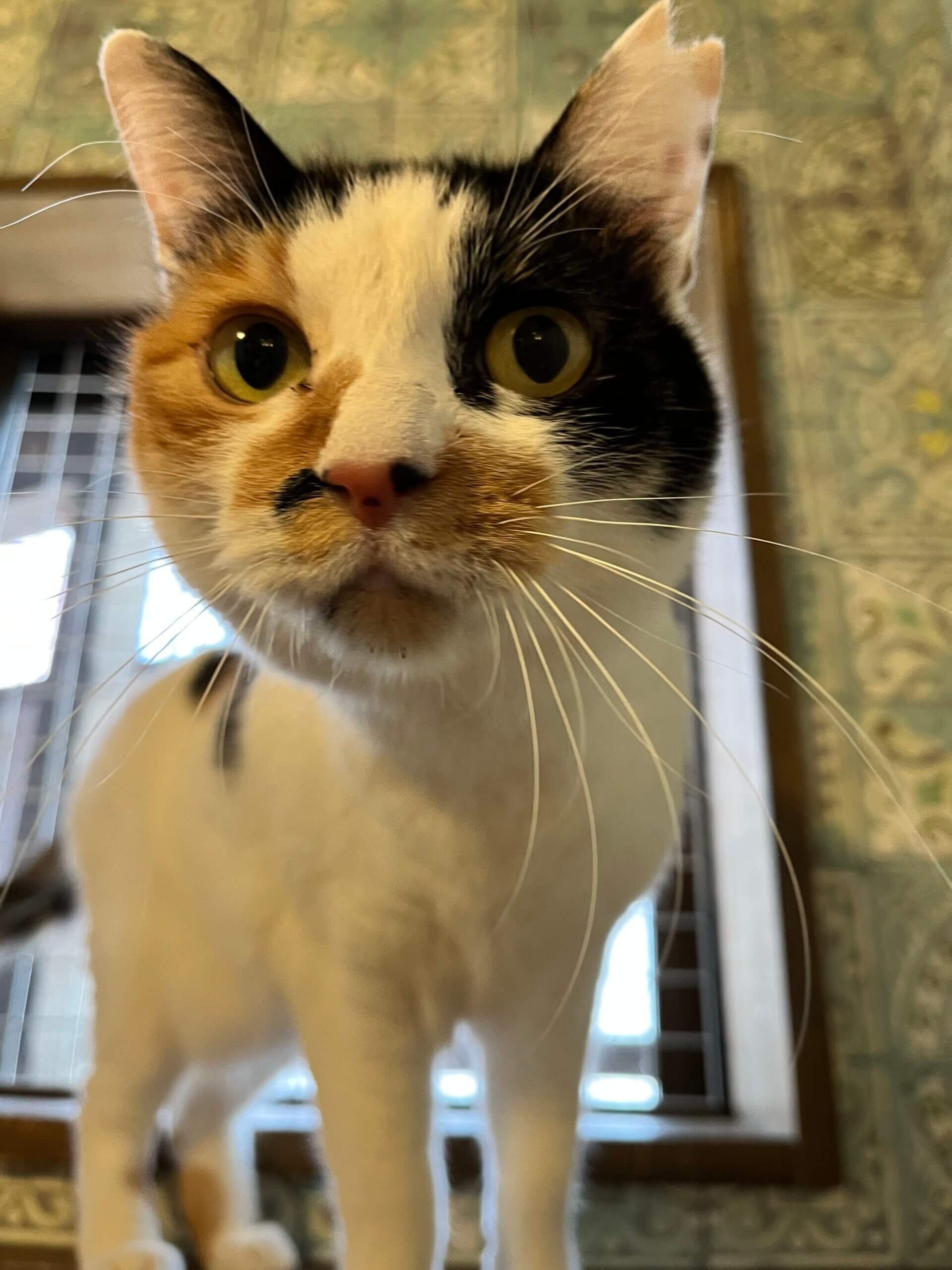 ルイ【岐阜店】 | ネコリパブリック｜日本の猫の殺処分をゼロに！