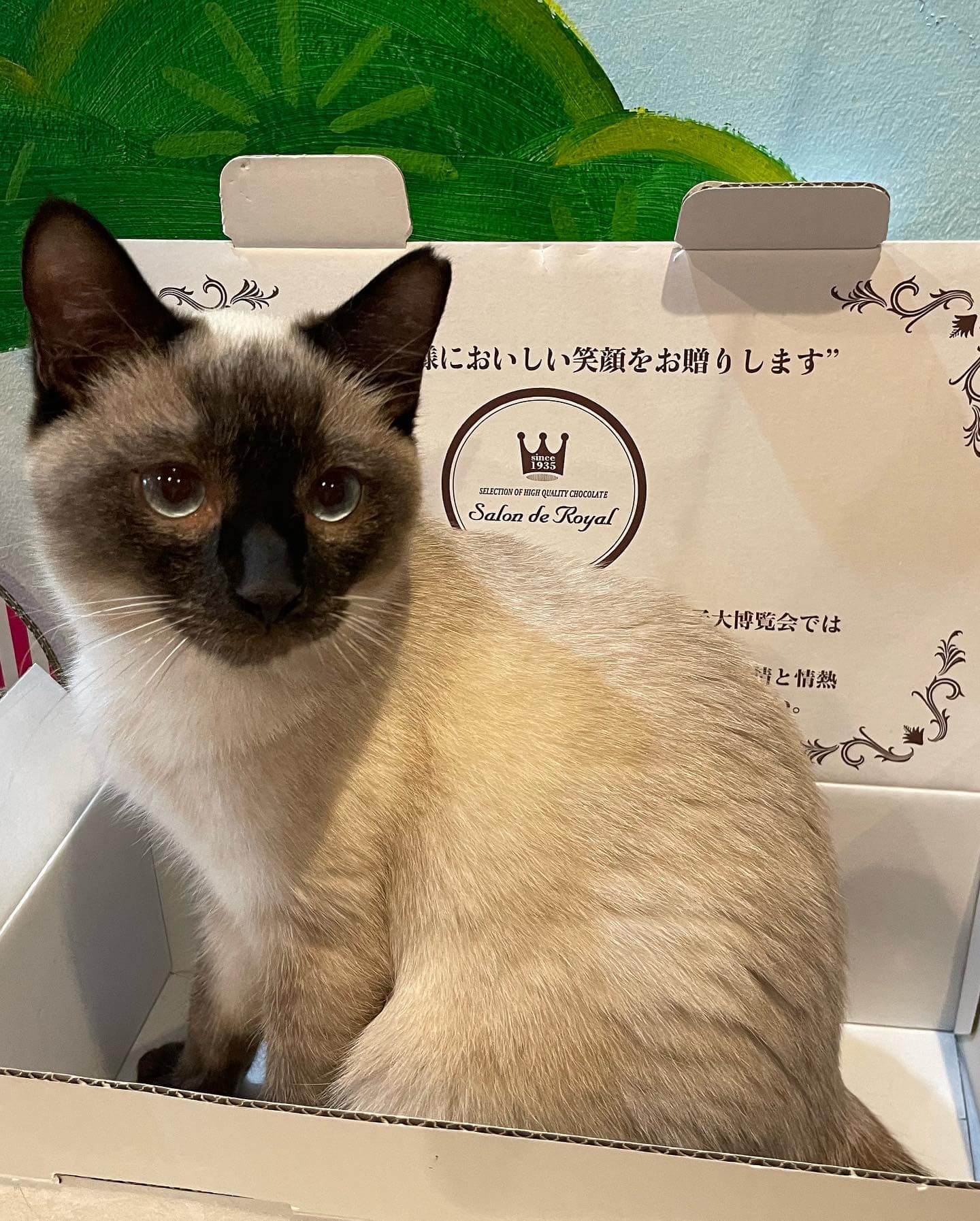 ②おばこ丸様✨御専用カフェマット 【公式通販】