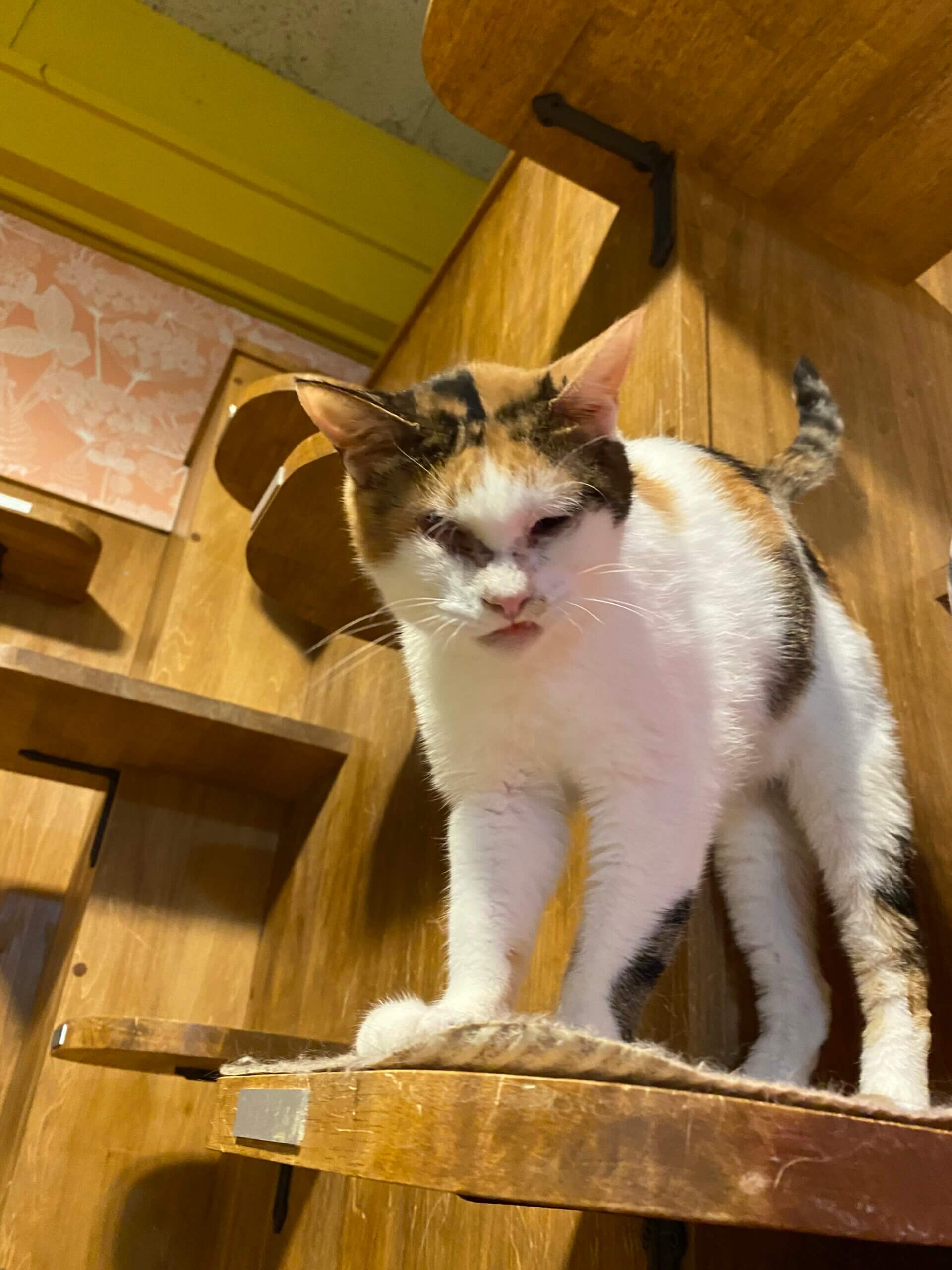 ウィンク【お茶の水】 | ネコリパブリック｜日本の猫の殺処分をゼロに！