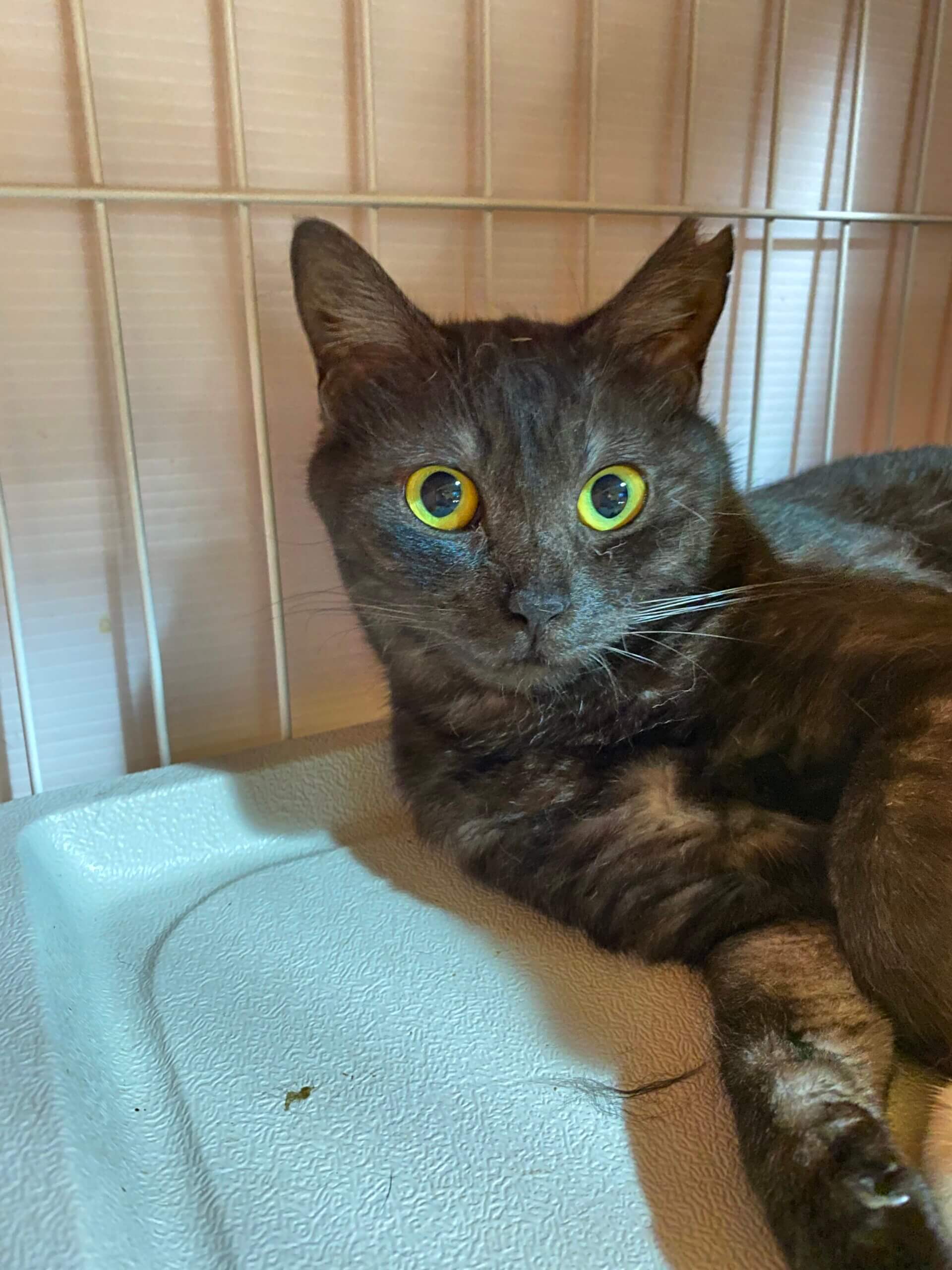 シア【谷中】 ネコリパブリック｜日本の猫の殺処分をゼロに！