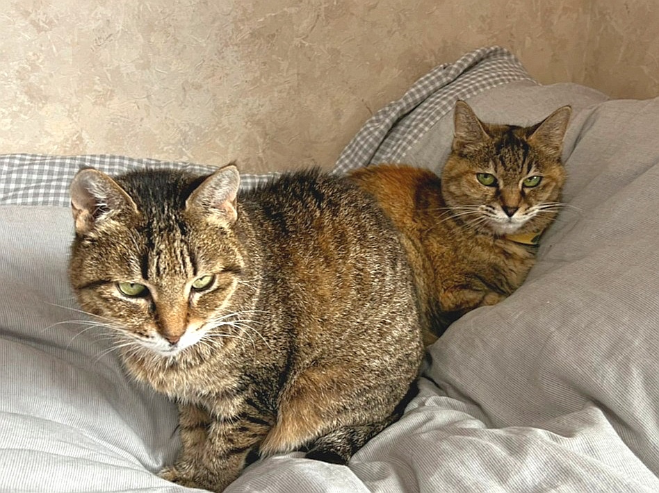阿佐ヶ谷ならぬ 高円寺姉妹 ネコリパブリック 日本の猫の殺処分をゼロに