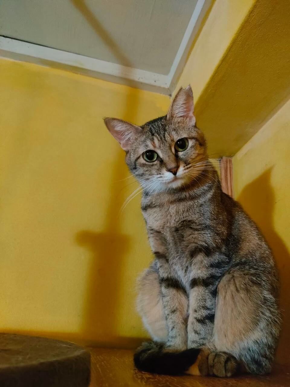 グリ【お茶の水】 | ネコリパブリック｜日本の猫の殺処分をゼロに！
