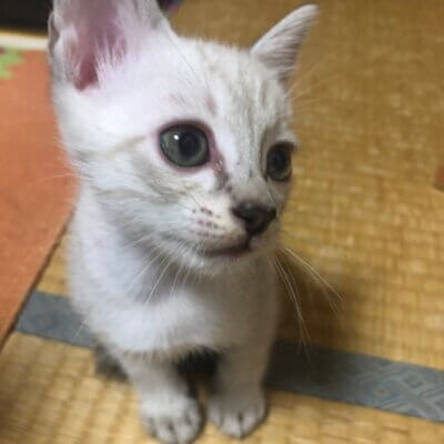 すずかぜ【岐阜TNTA部】