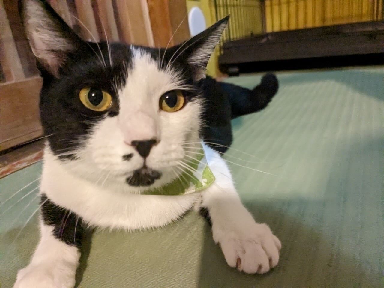 佐々木忍さん 鉢 プレート 猫たち 猫鉢Lサイズ（旧ロゴシールタイプ