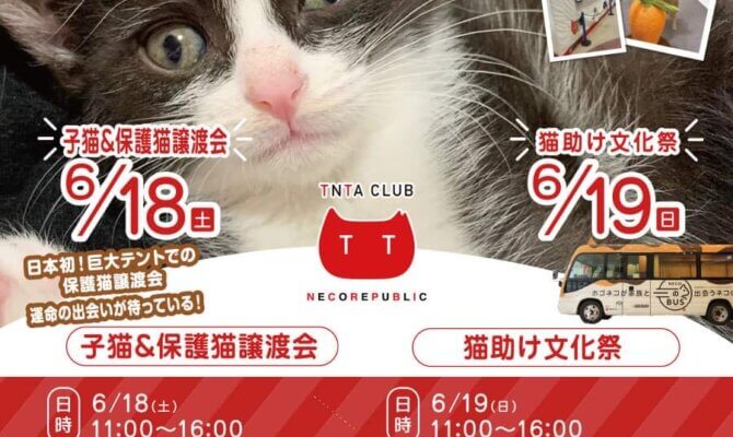 岐阜県がねこまみれ！！子猫譲渡会＆猫助け文化祭を開催します。