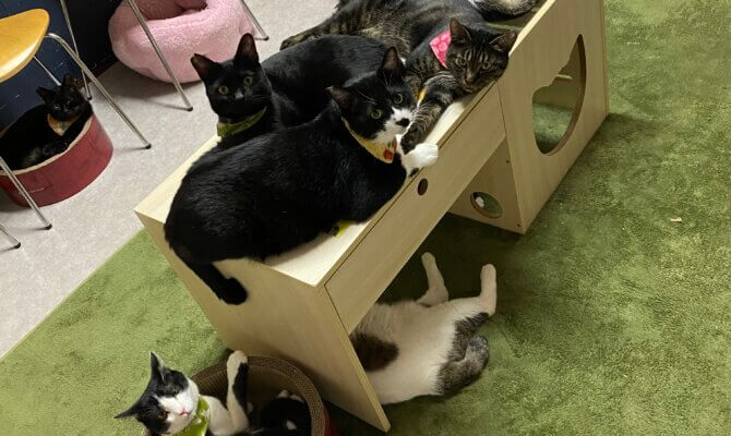 保護猫カフェ ネコリパブリック東京お茶の水店 ネコリパブリック 日本の猫の殺処分をゼロに