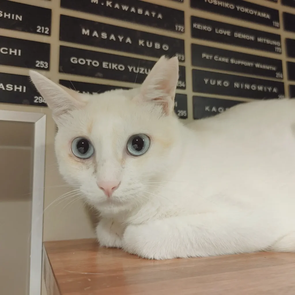 名前通りの白猫ちゃん | ネコリパブリック｜日本の猫の殺処分をゼロに！