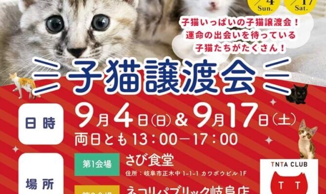 ネコリパ岐阜で、子猫だらけの譲渡会を開催！30匹以上の可愛い子猫が大集合！