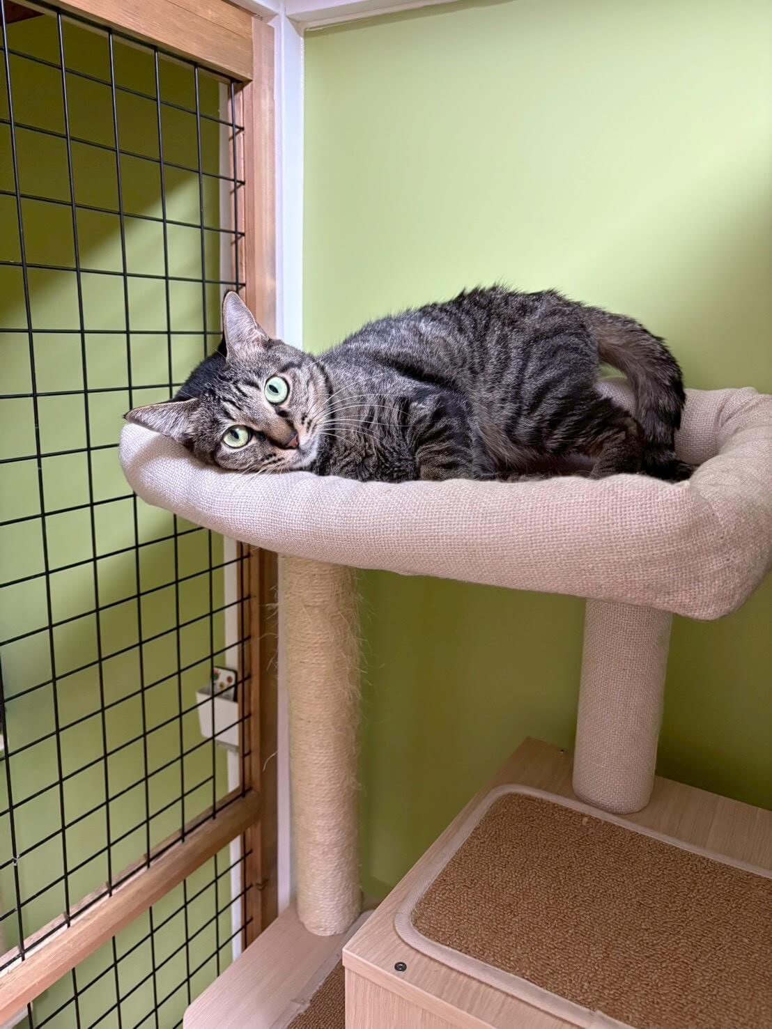 岩崎ちひろ【高円寺】 | ネコリパブリック｜日本の猫の殺処分をゼロに！