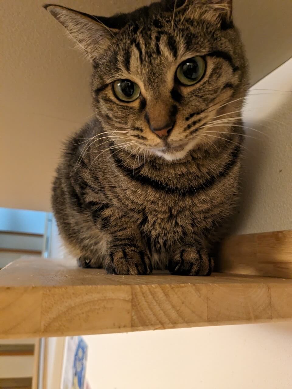 岩崎ちひろ【高円寺】 | ネコリパブリック｜日本の猫の殺処分をゼロに！