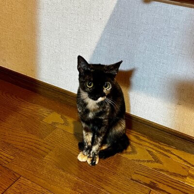 メラン【飛騨】