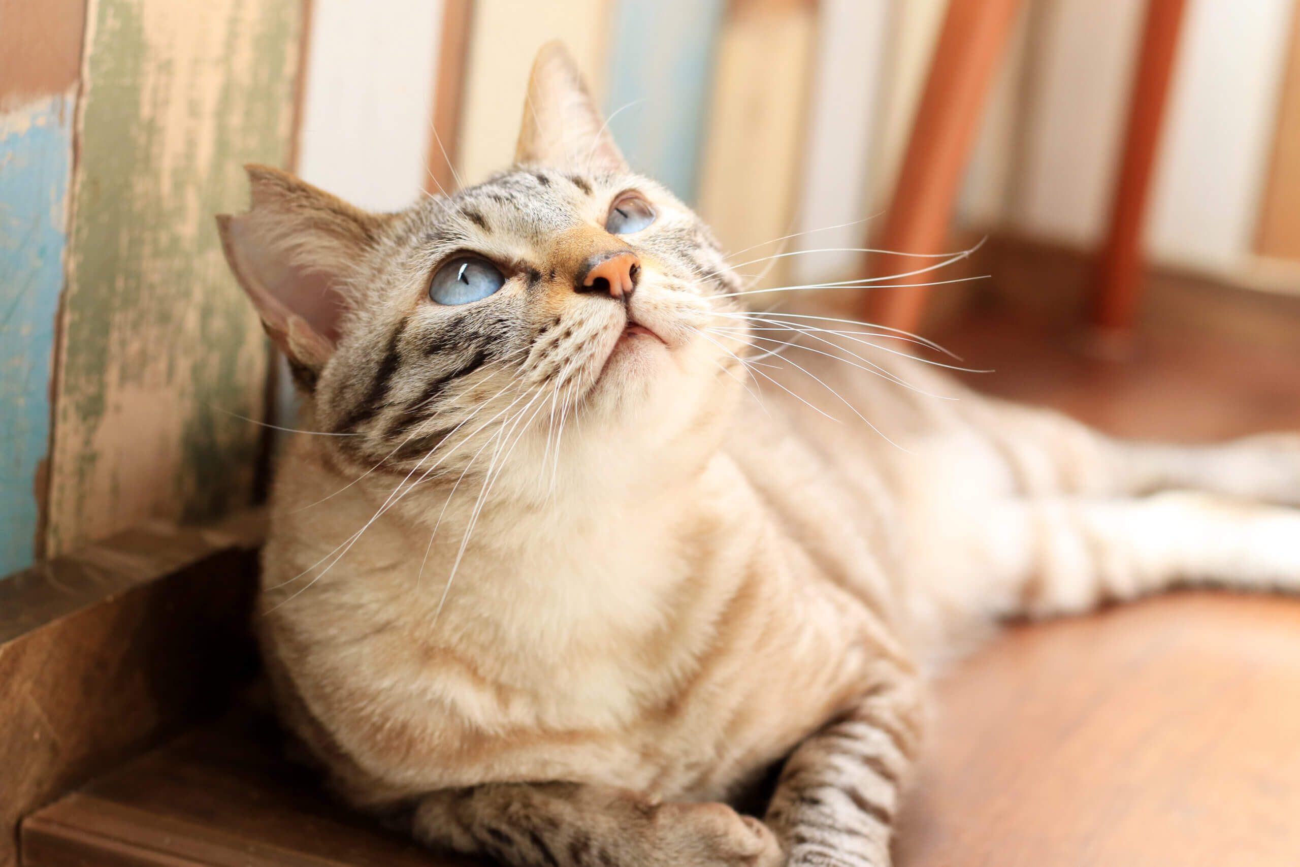 収益の一部は保護猫活動へ