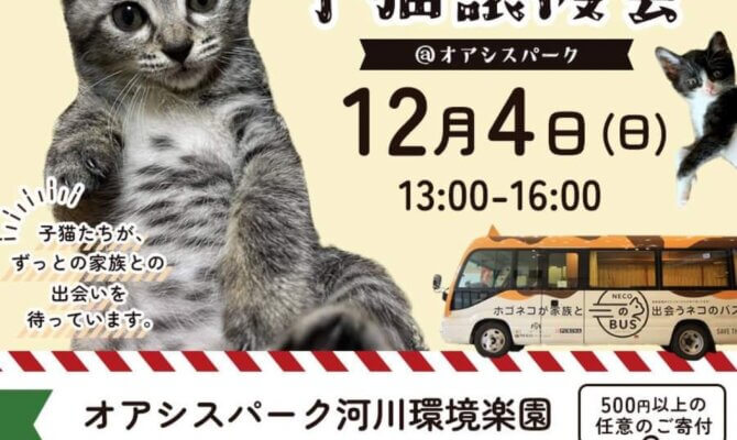 12月4日（日）！岐阜県最大級　子猫＆保護猫譲渡会!　会場はオアシスパーク川島！30匹以上の可愛い子猫が大集合！12月3日から1月29日まではクリスマスも・お正月も毎日！保護猫譲渡会＆ふれあい会開催！