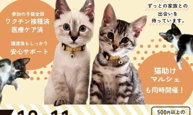 クリスマスには保護猫たちにあなたという家族をプレゼントしませんか！！12月25日！大阪南部地域　最大級　子猫＆保護猫譲渡会を開催します！50匹以上の可愛い猫達が大集合！ネコリパ熊取町にて大譲渡会開催です！