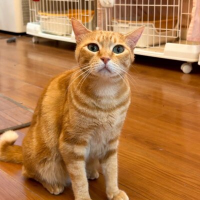 ロズ【ちびびの森シェルター】