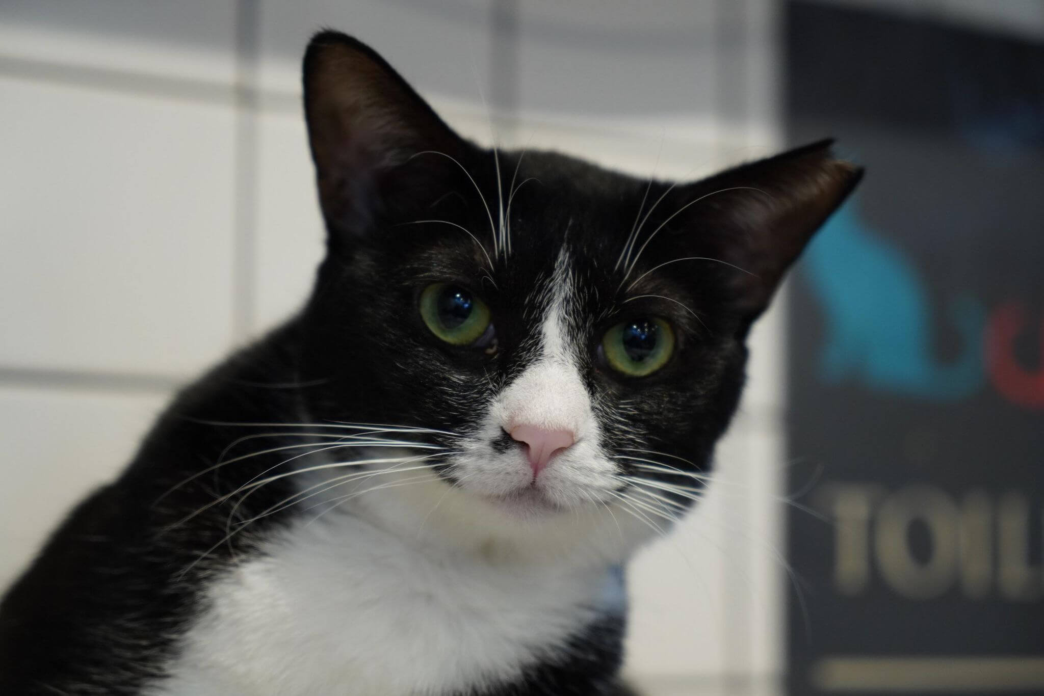 マーサ【大阪】 | ネコリパブリック｜日本の猫の殺処分をゼロに！