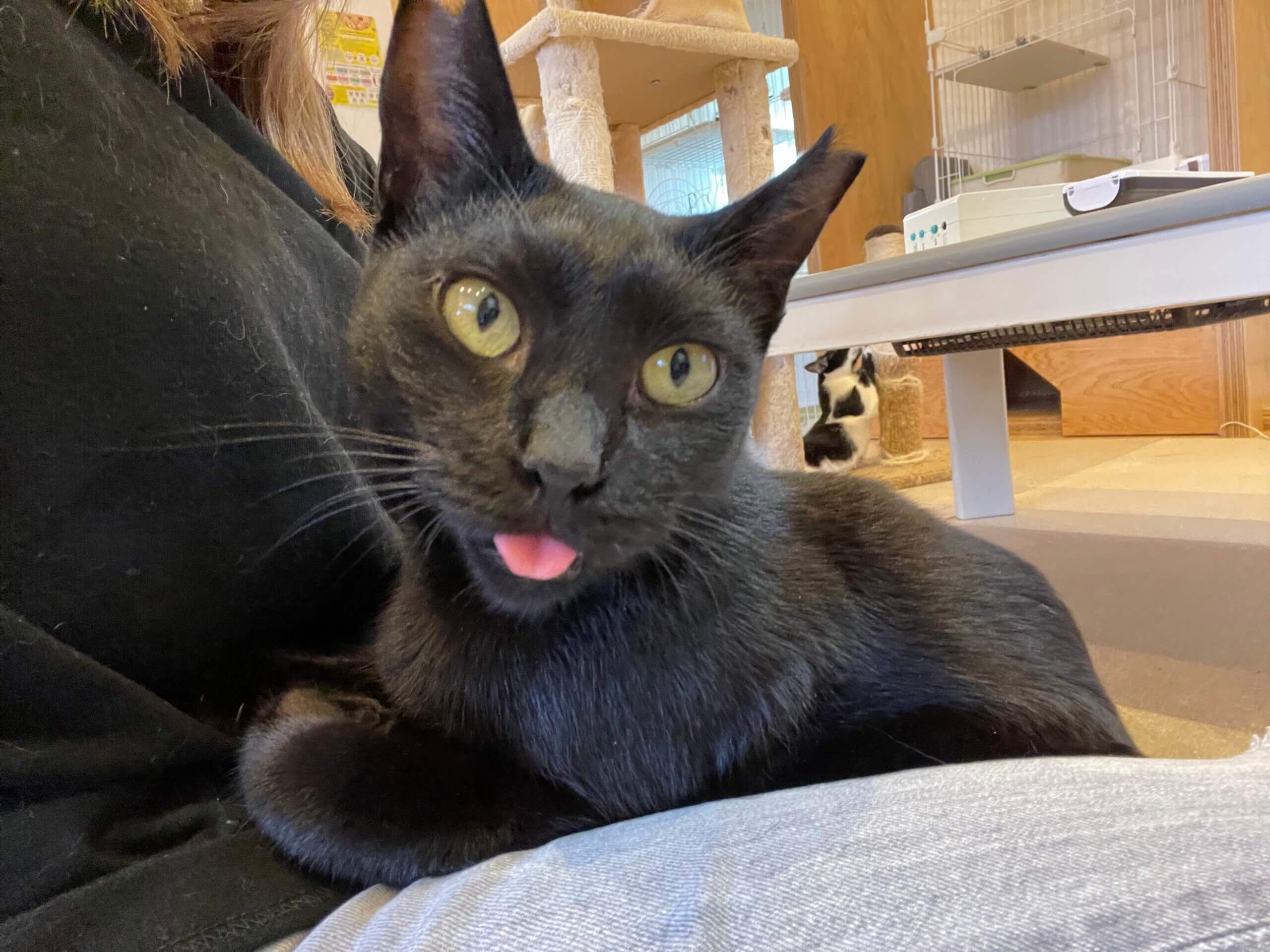 モモ←クー【大阪熊取町店】 | ネコリパブリック｜日本の猫の殺処分を