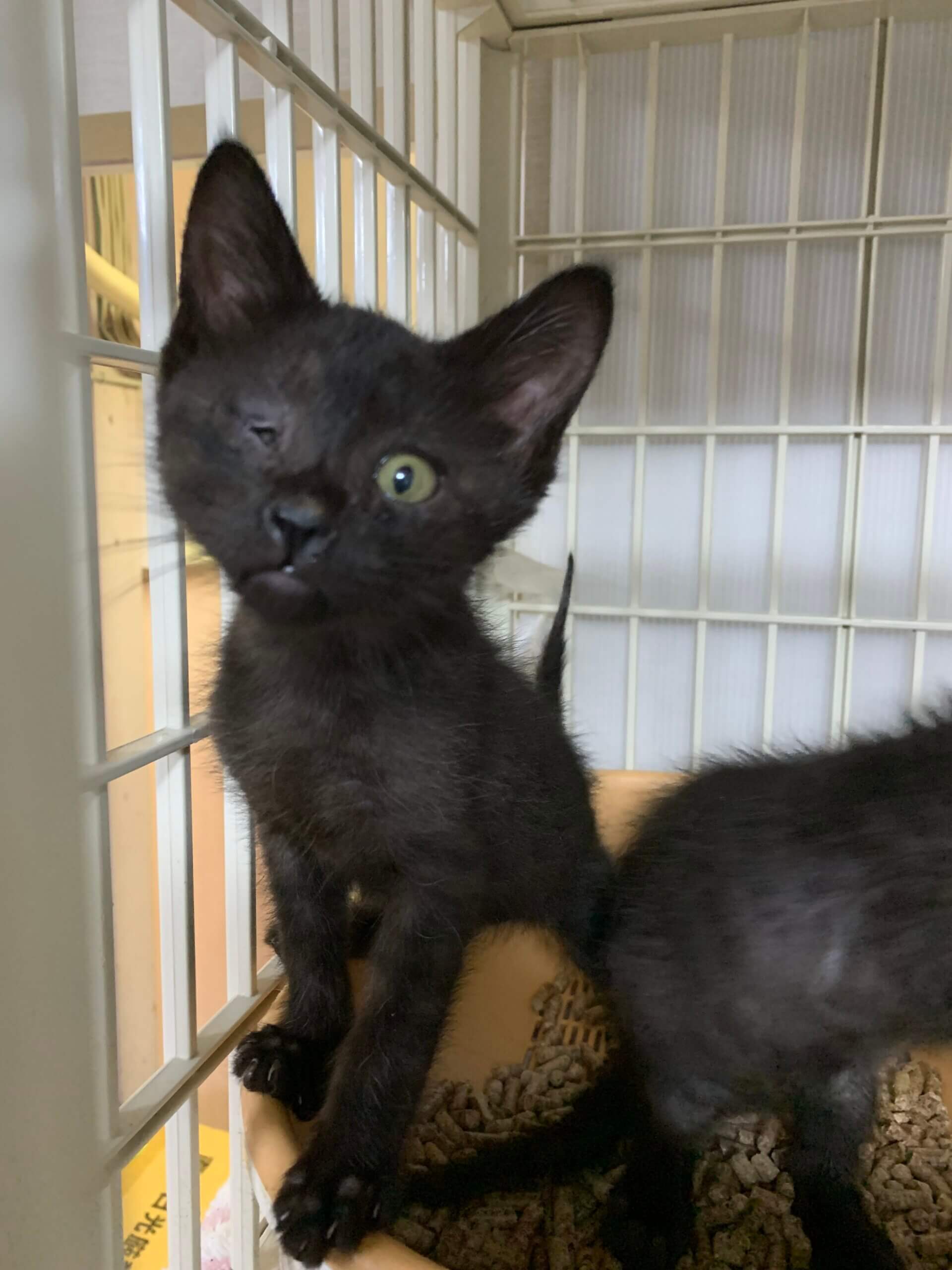 ネコバス。この方以外キャンセルいたします。ご了承ください。 ネコバス。この方以外キャンセルいたします。ご了承ください。 久石譲