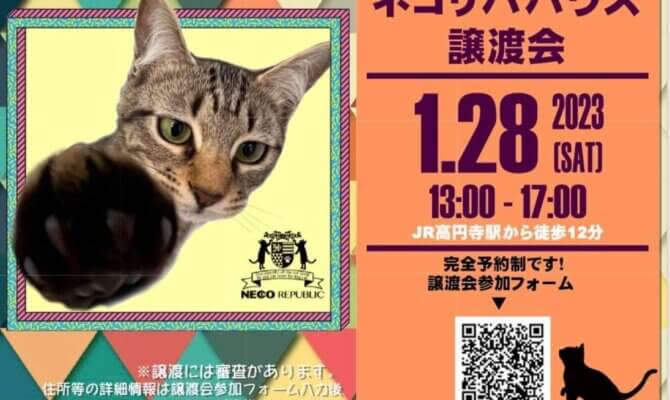 【✨お一人暮らしでも！ご高齢の方でも！飼育未経験の方でも！保護猫との暮らしを諦めないで！！✨】