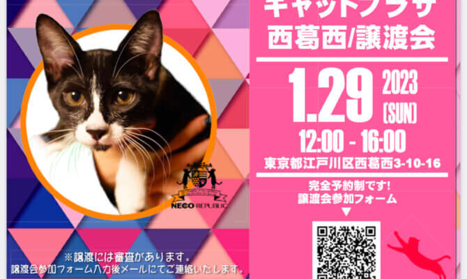 【✨キャットプラザにて初開催✨お一人暮らしでも！ご高齢の方でも！飼育未経験の方でも！保護猫との暮らしを諦めないで‼️】 