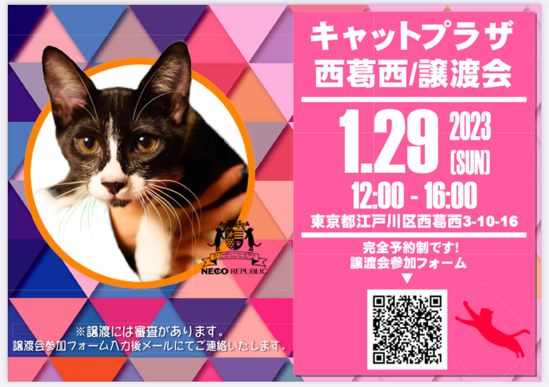 ✨キャットプラザにて初開催✨お一人暮らしでも！ご高齢の方でも！飼育